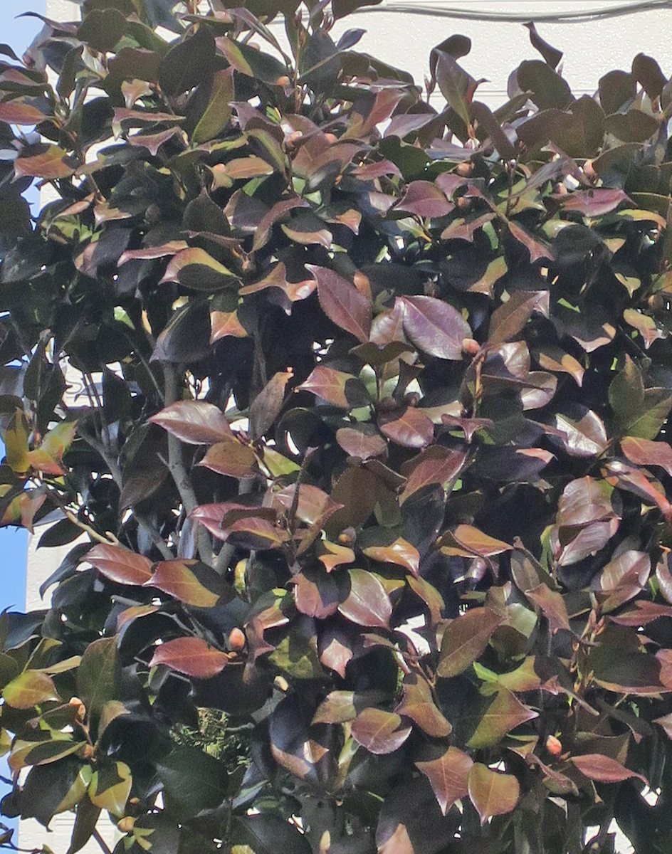 f:id:atarou:20190319065233j:plain