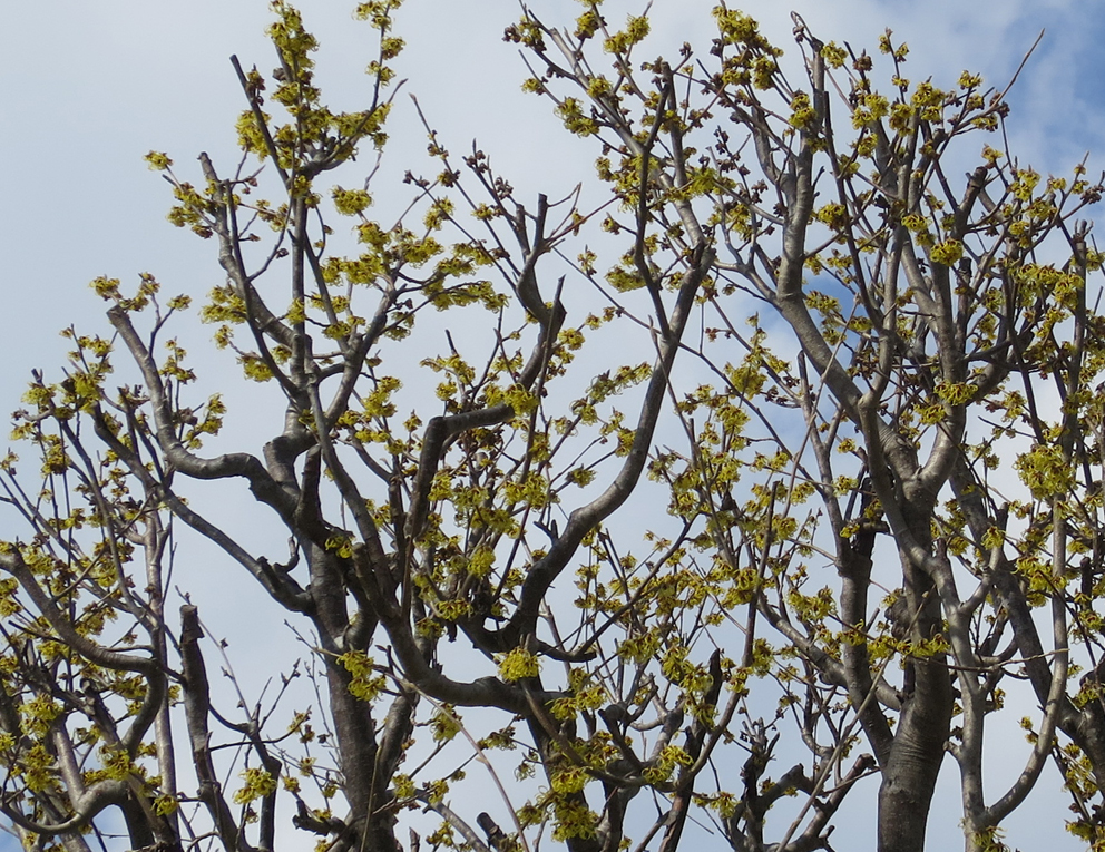 f:id:atarou:20190319065717j:plain