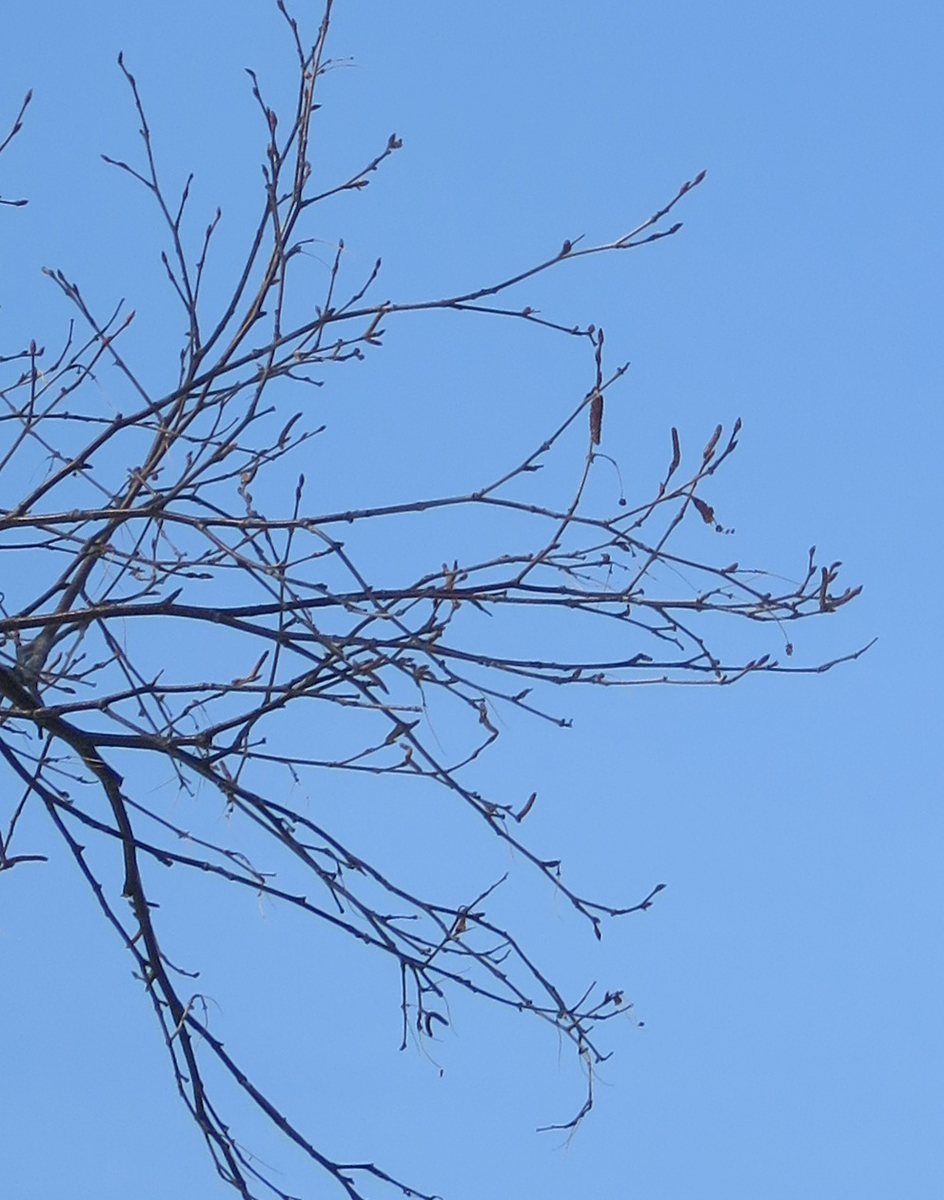 f:id:atarou:20190320065802j:plain