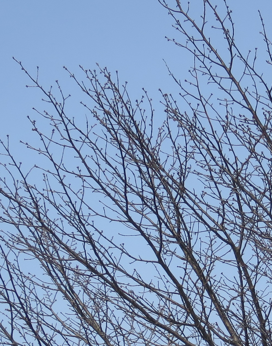 f:id:atarou:20190321065157j:plain