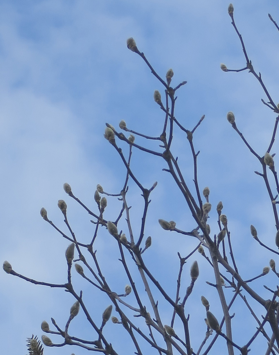 f:id:atarou:20190325070123j:plain