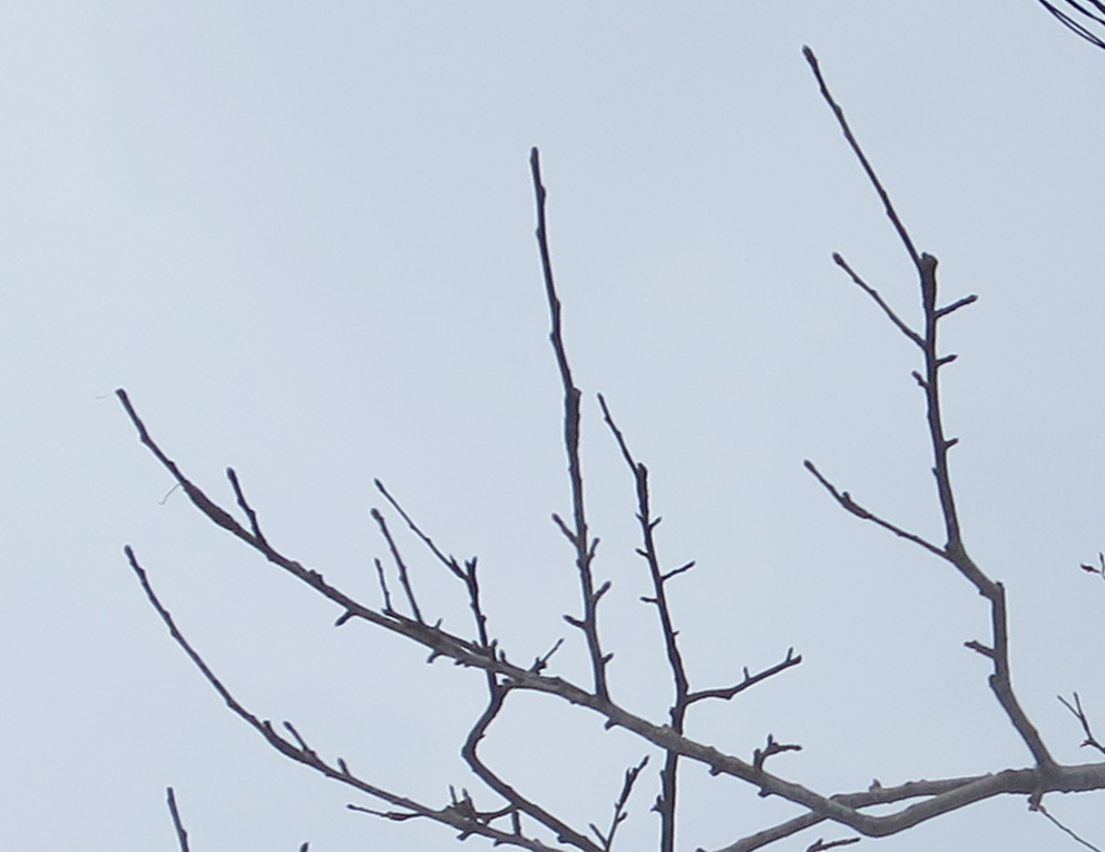 f:id:atarou:20190325070347j:plain