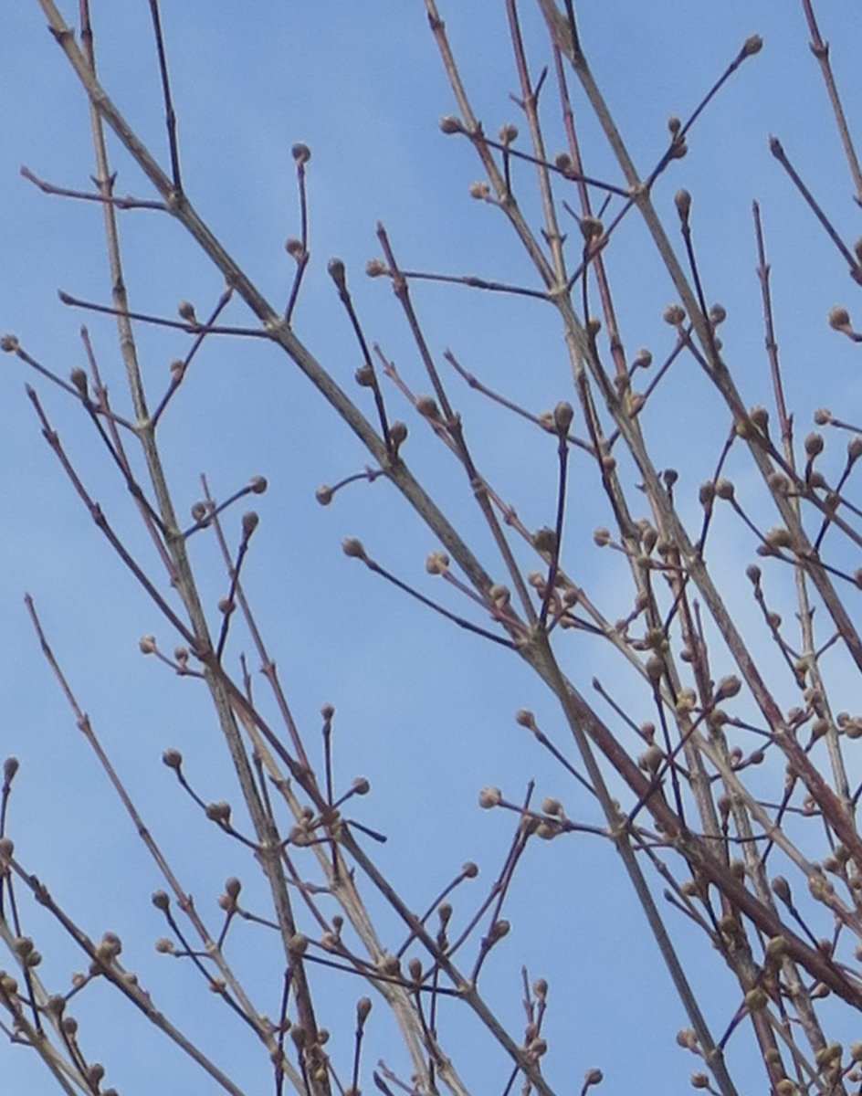 f:id:atarou:20190326064456j:plain