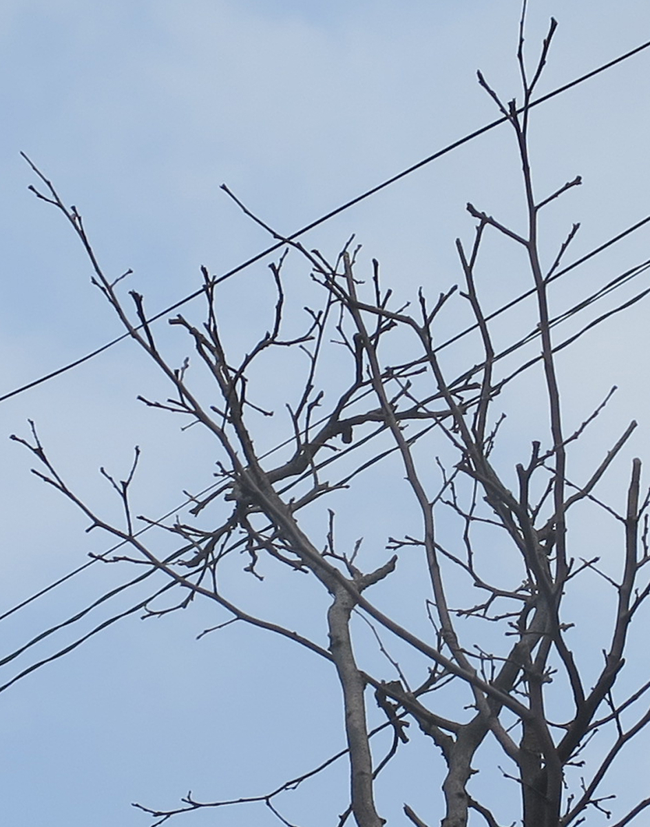 f:id:atarou:20190327063950j:plain