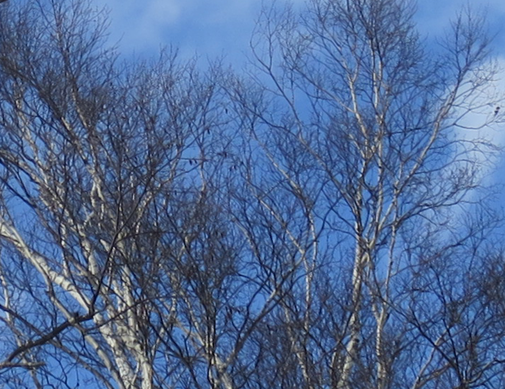 f:id:atarou:20190329070305j:plain