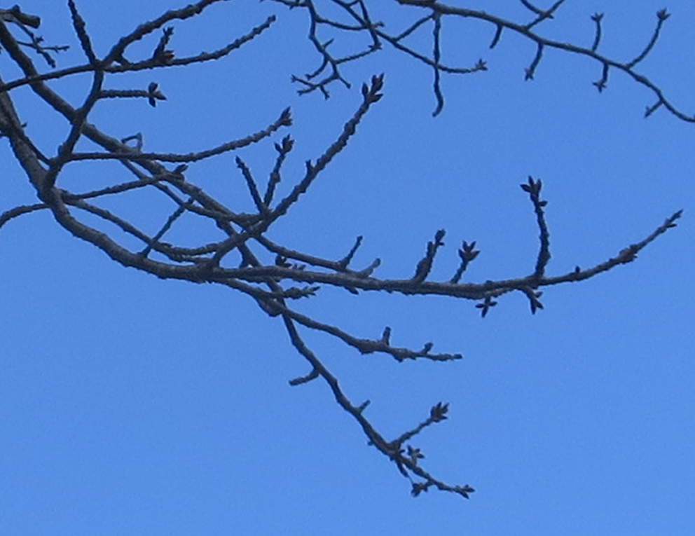 f:id:atarou:20190330065150j:plain