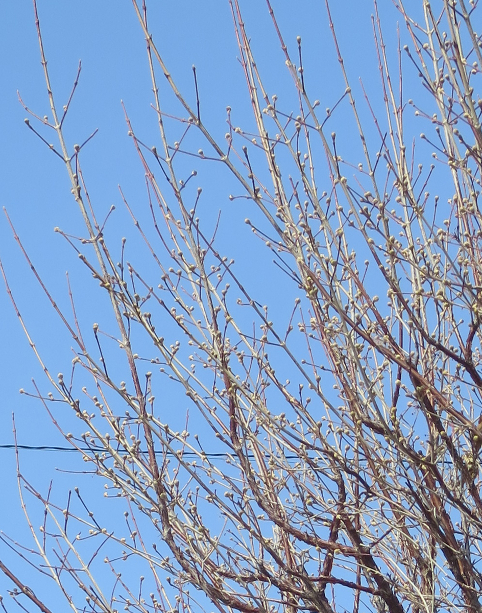 f:id:atarou:20190331070443j:plain
