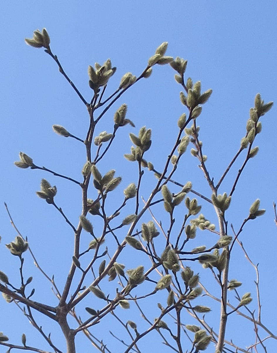 f:id:atarou:20190331070742j:plain