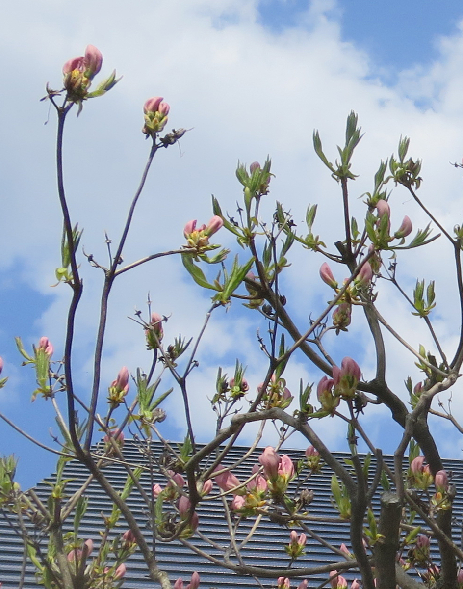 f:id:atarou:20190510064154j:plain