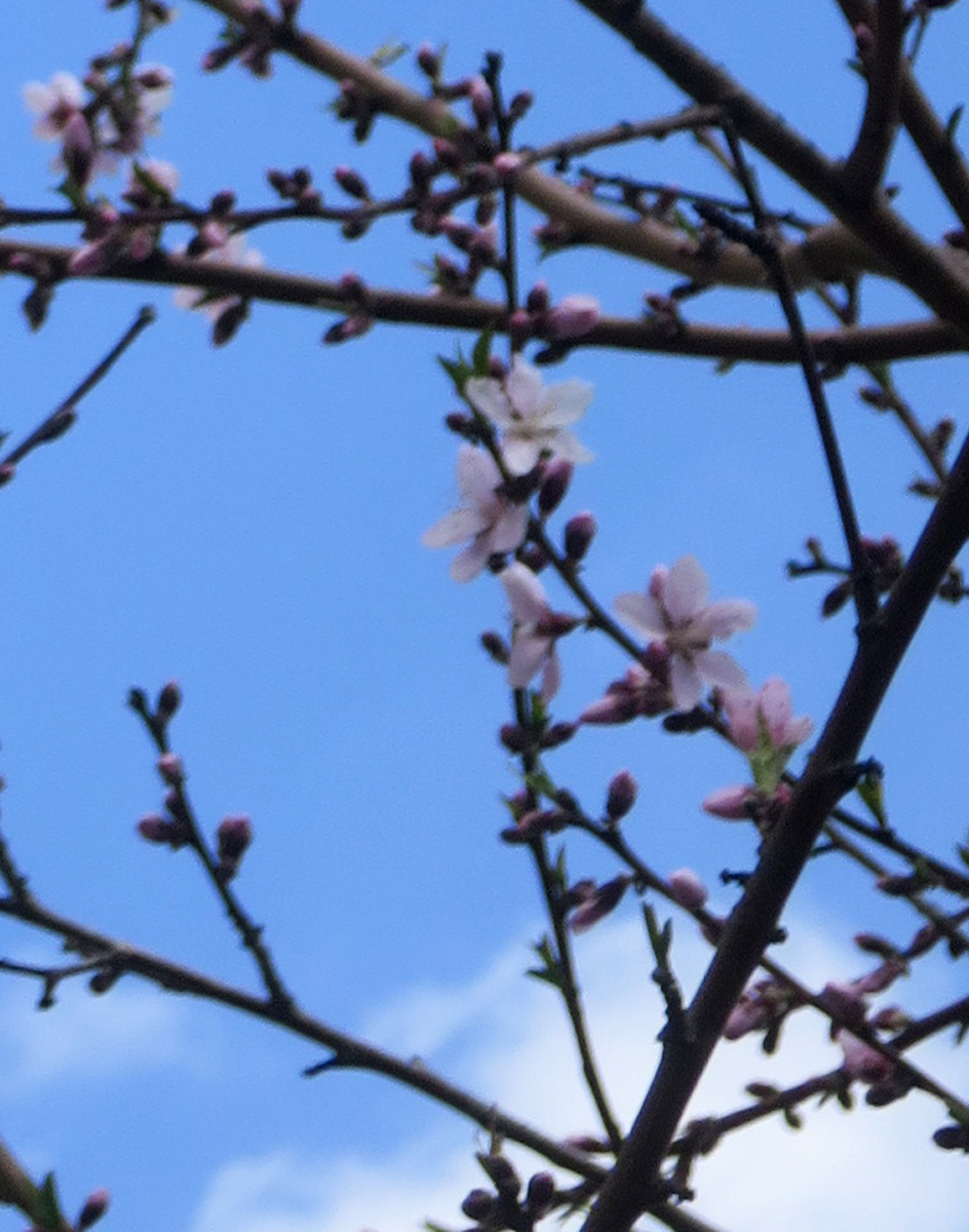 f:id:atarou:20190510064209j:plain