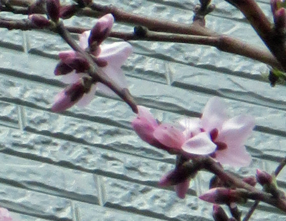 f:id:atarou:20190510064229j:plain