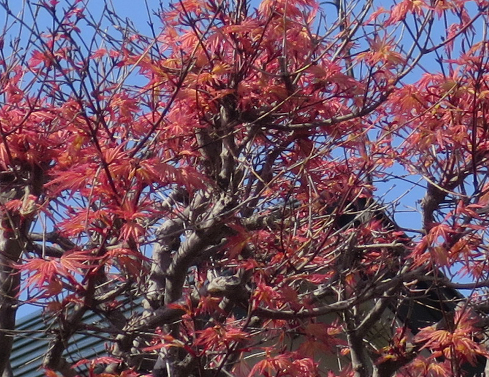 f:id:atarou:20190510064954j:plain