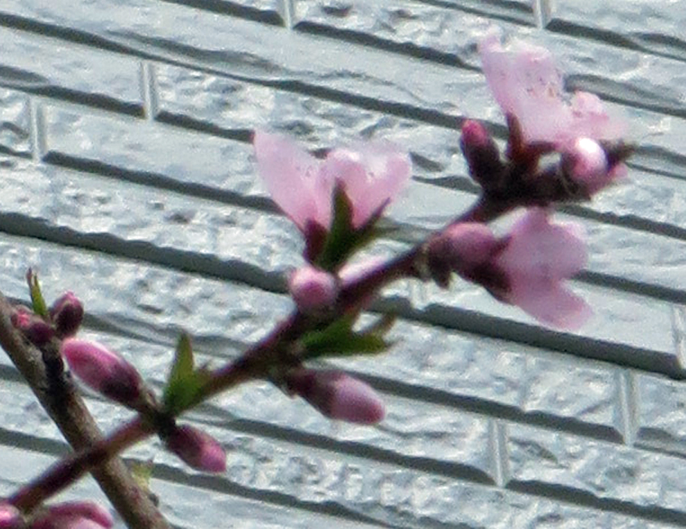 f:id:atarou:20190510065325j:plain