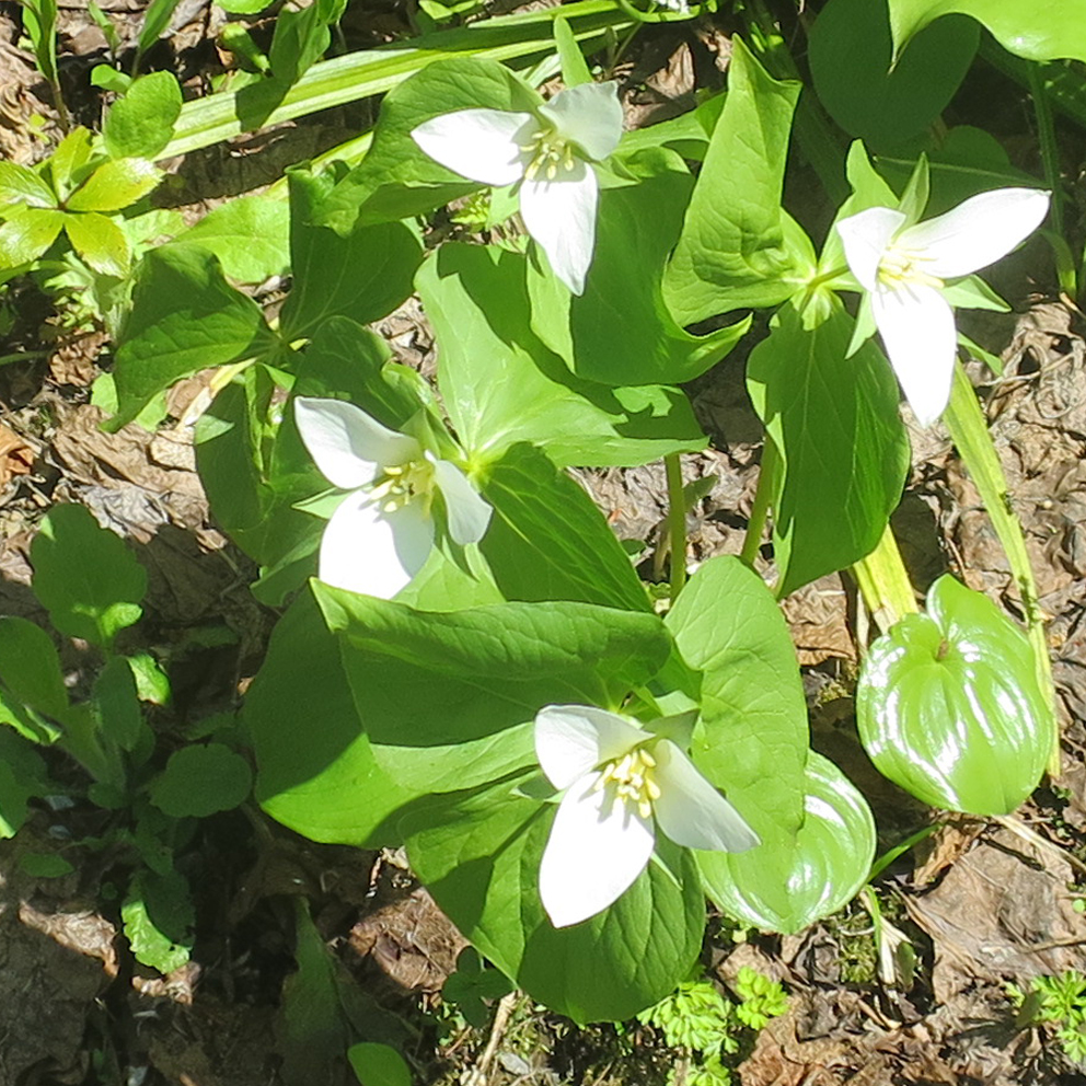 f:id:atarou:20190512062734j:plain f:id:atarou:20190512062734j:plain