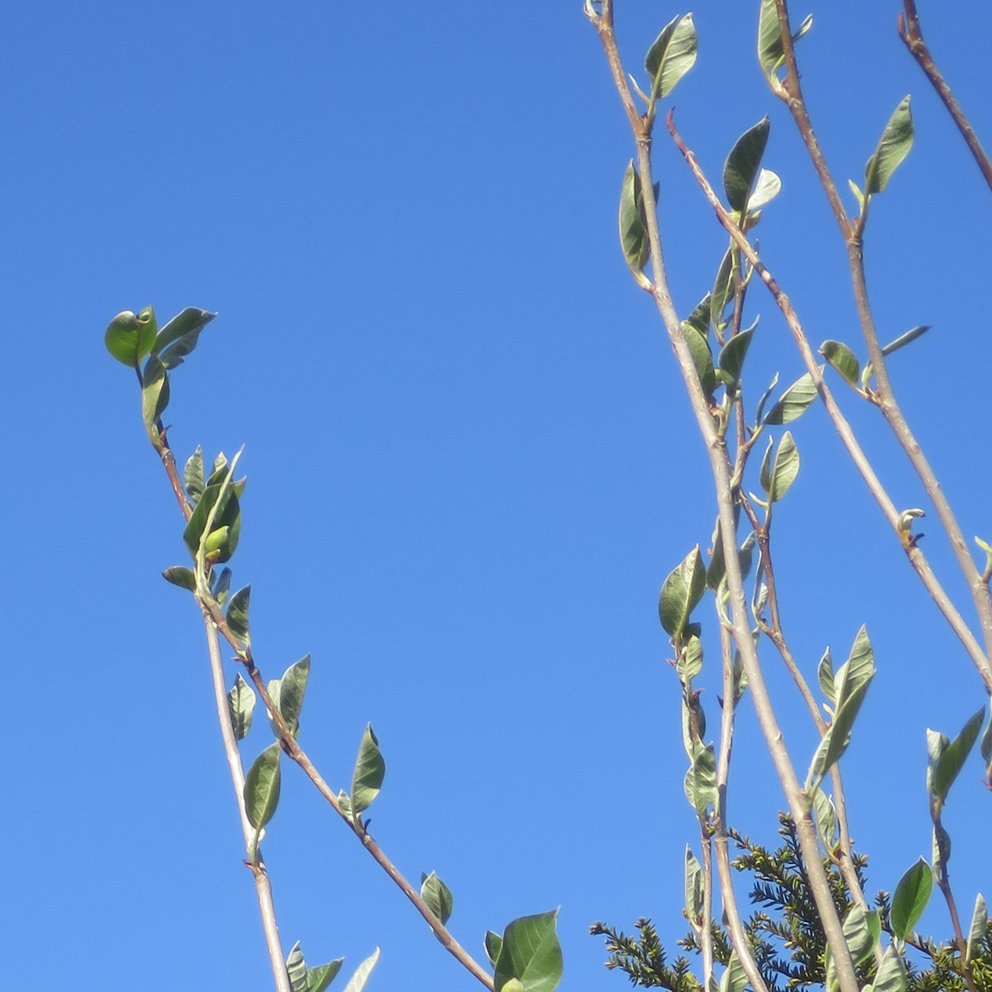 f:id:atarou:20190512065040j:plain f:id:atarou:20190512065040j:plain