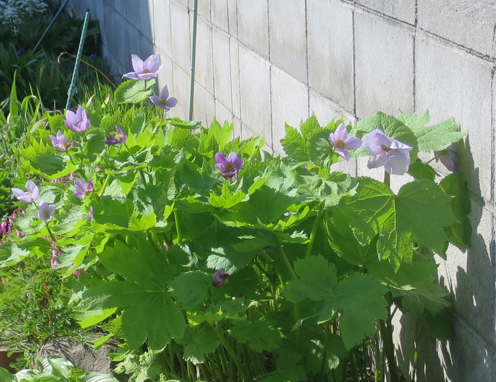 f:id:atarou:20190512065446j:plain f:id:atarou:20190512065446j:plain