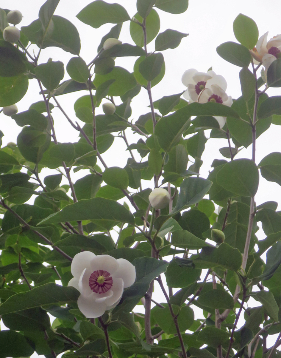 02 06 19 大山蓮華再び Atarouのブログ