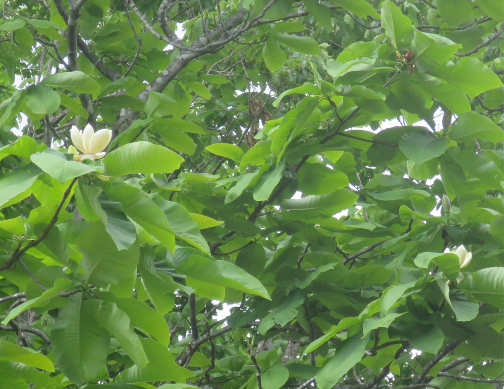 f:id:atarou:20190603065050j:plain