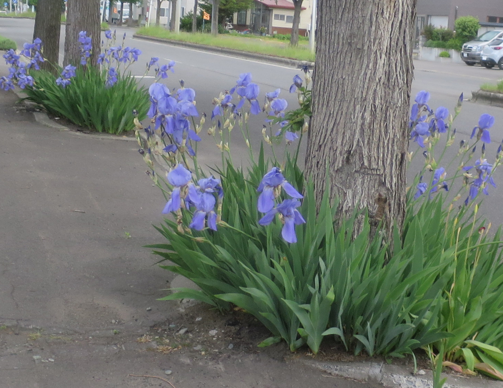 f:id:atarou:20190603065655j:plain