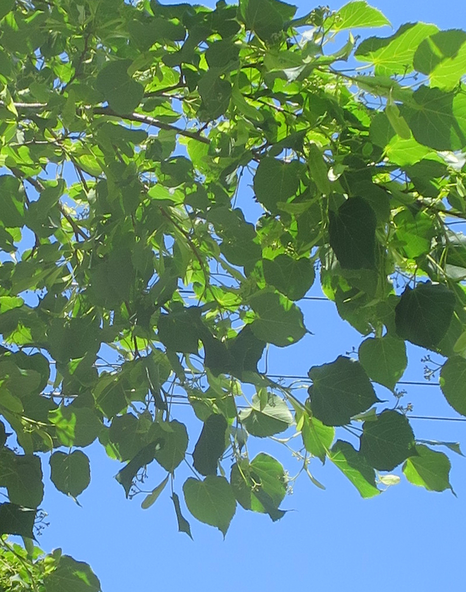 f:id:atarou:20190604063243j:plain f:id:atarou:20190604063243j:plain