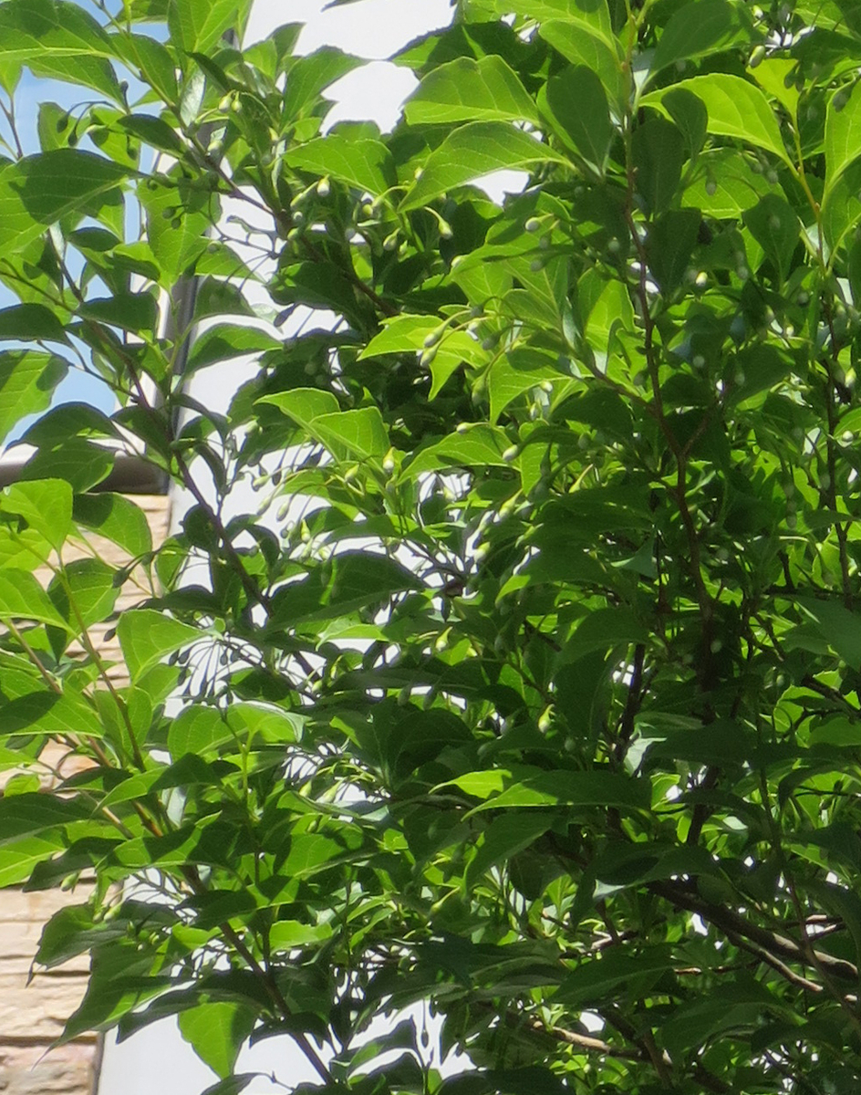 f:id:atarou:20190604064929j:plain f:id:atarou:20190604064929j:plain