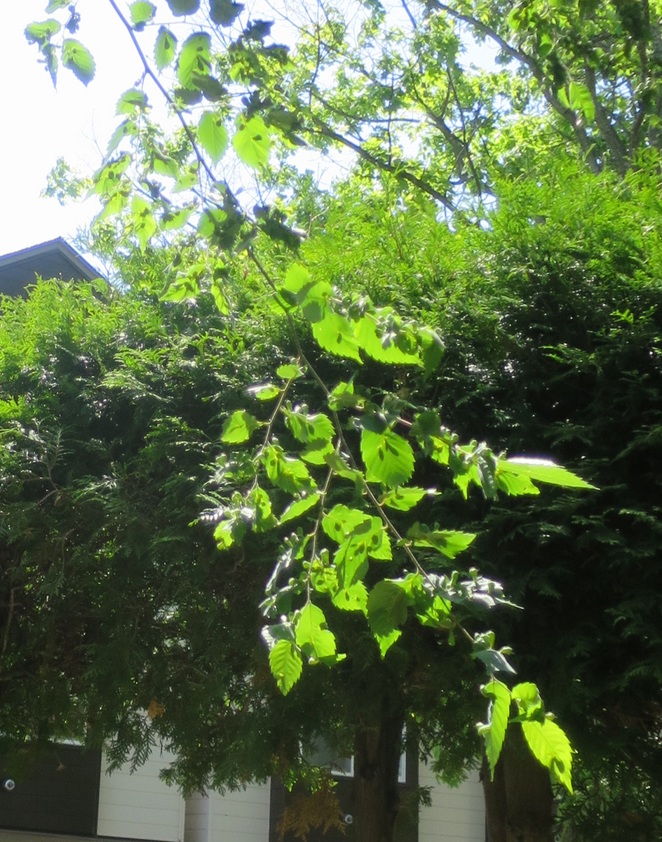 f:id:atarou:20190604065005j:plain f:id:atarou:20190604065005j:plain