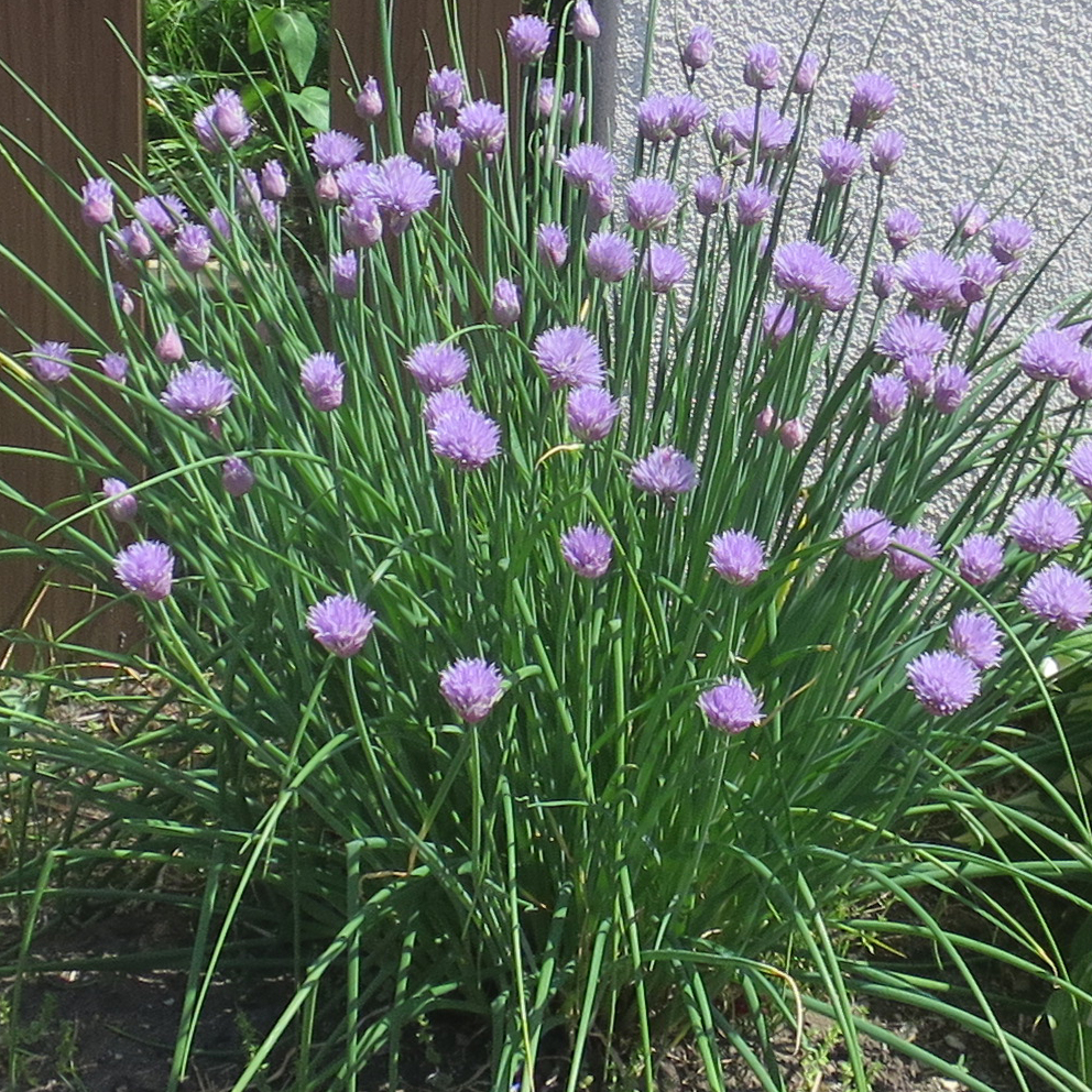f:id:atarou:20190604065224j:plain f:id:atarou:20190604065224j:plain