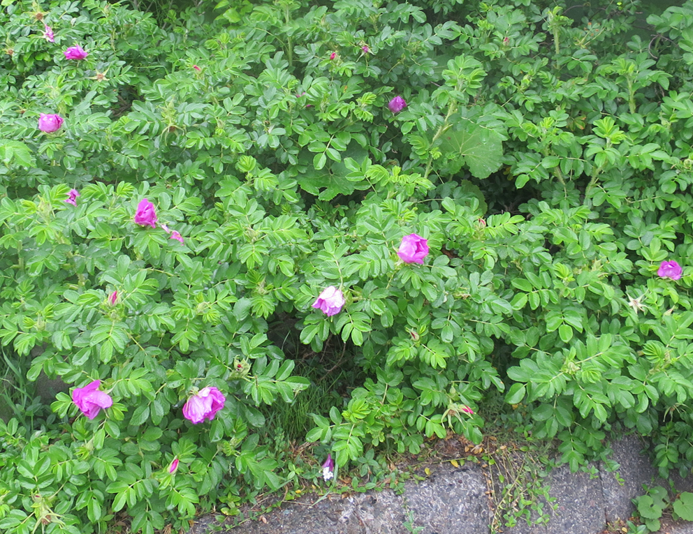f:id:atarou:20190605065805j:plain