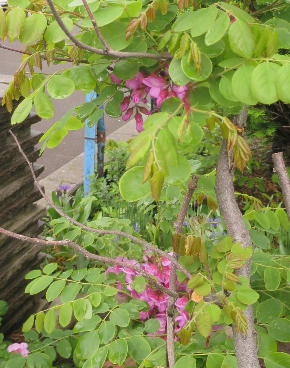 f:id:atarou:20190606064703j:plain