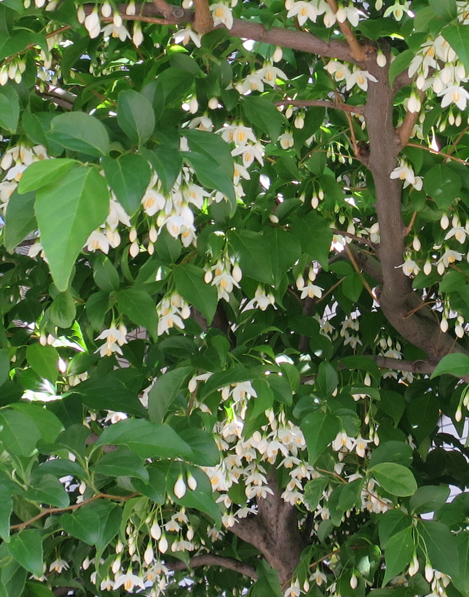 f:id:atarou:20190607070718j:plain