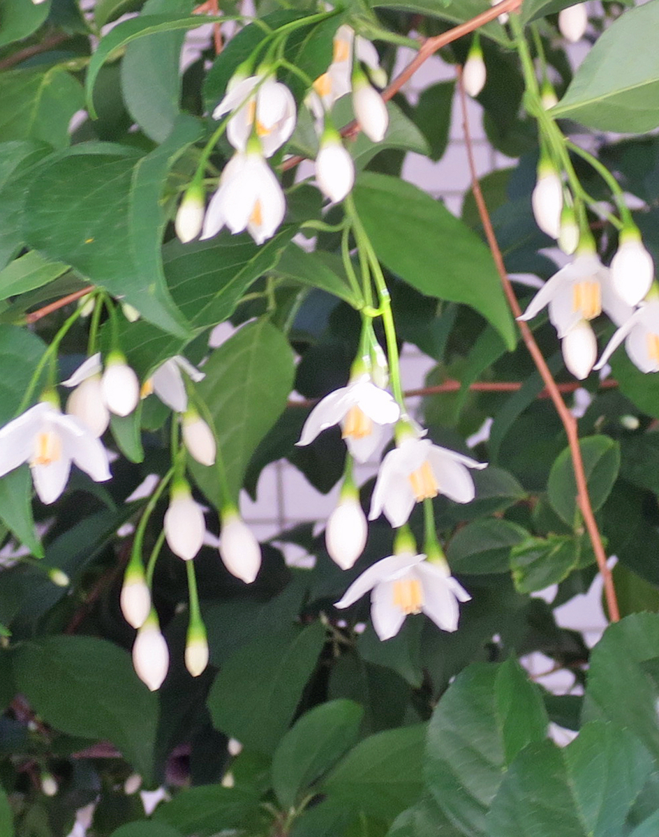f:id:atarou:20190607070732j:plain