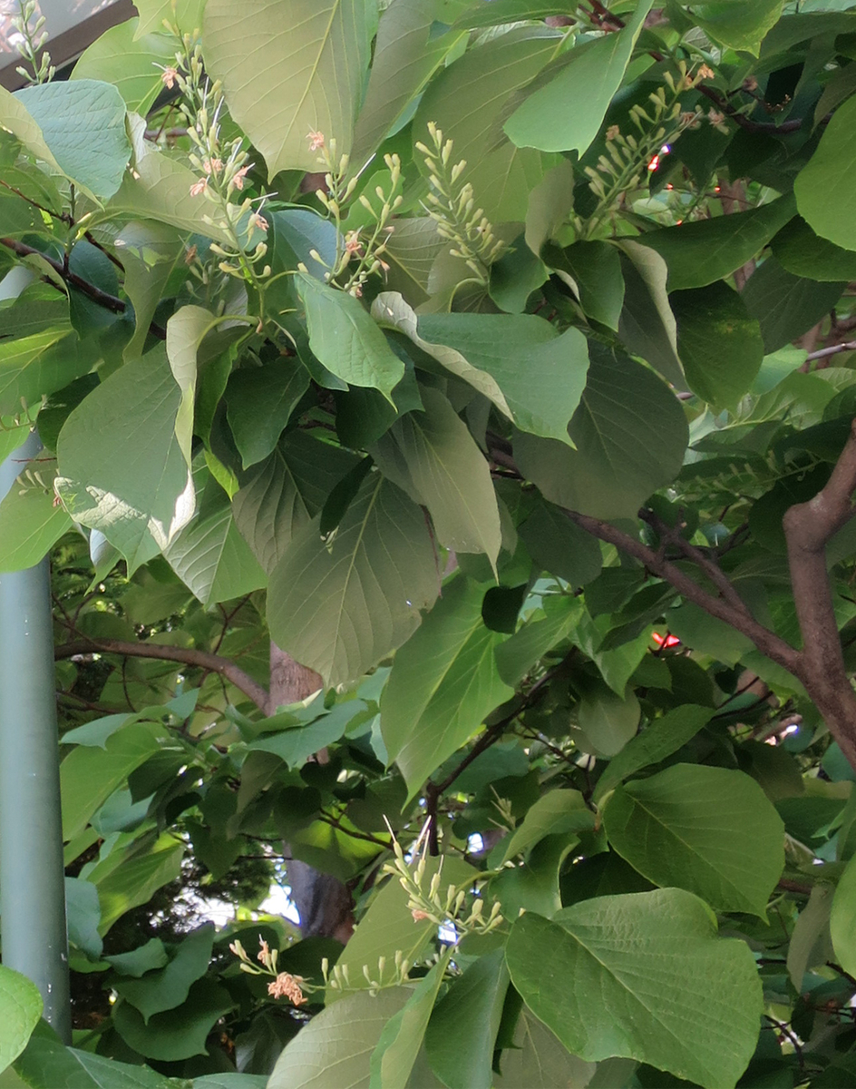 f:id:atarou:20190607070804j:plain