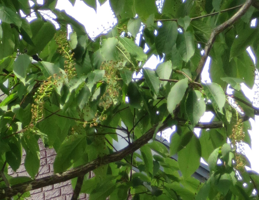 f:id:atarou:20190608065722j:plain