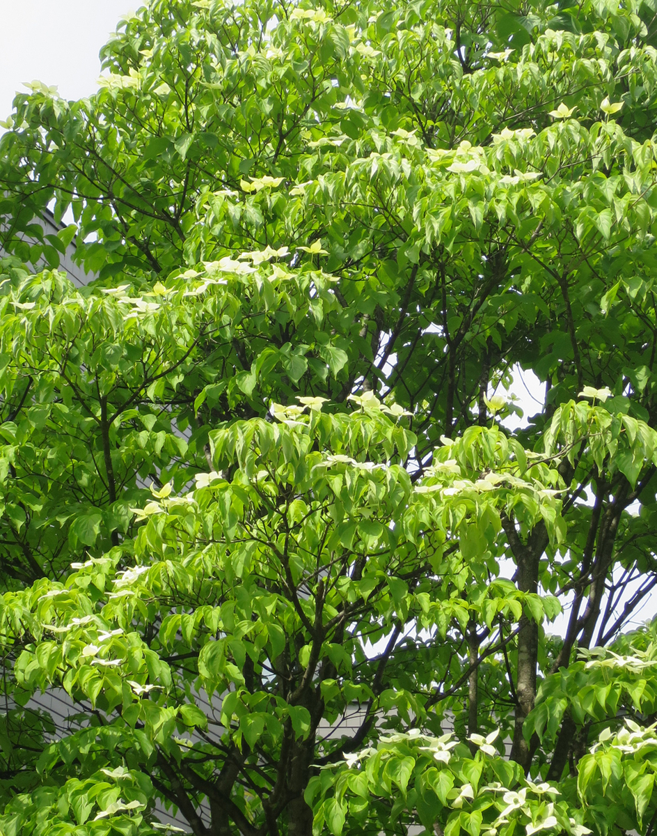 f:id:atarou:20190608070610j:plain