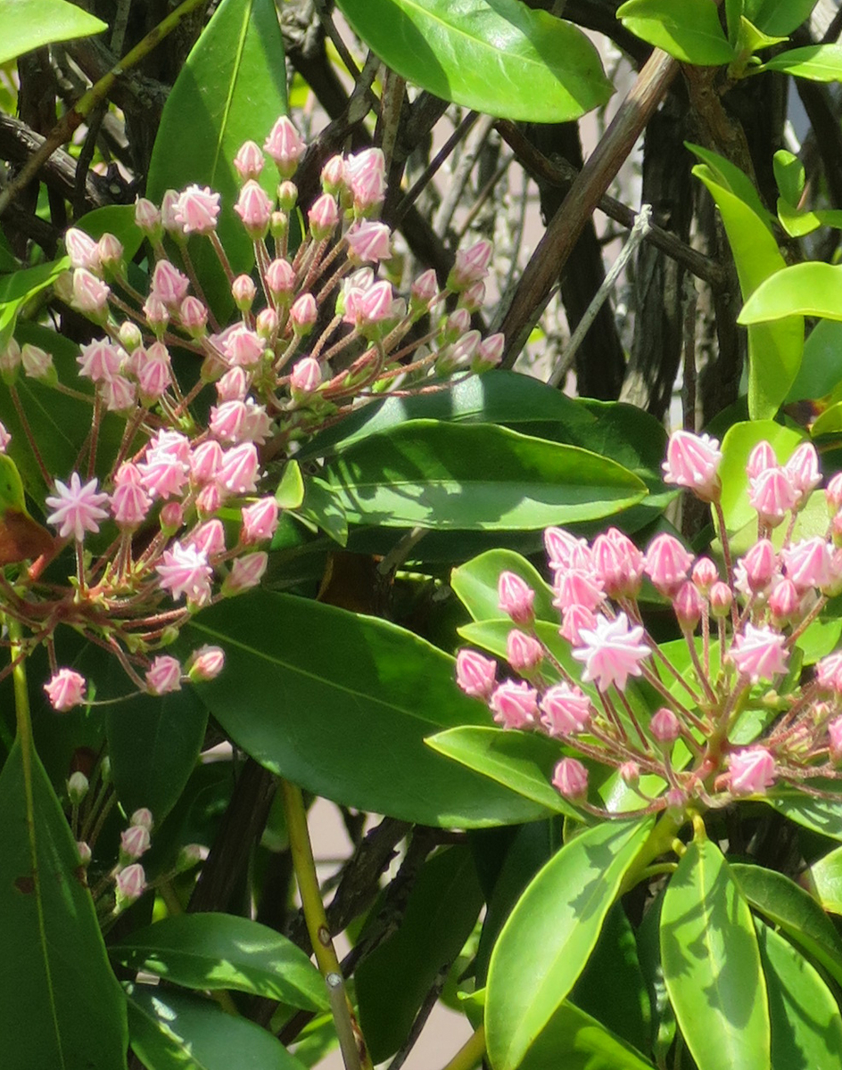 f:id:atarou:20190609070805j:plain