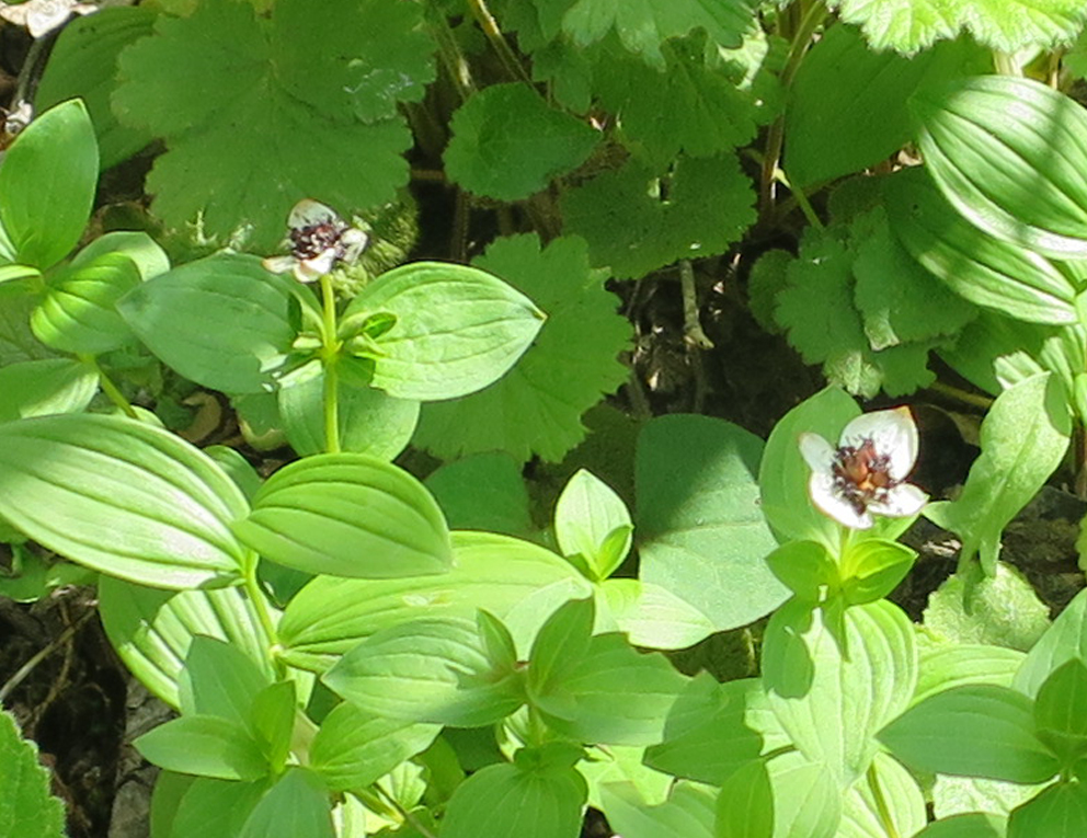 f:id:atarou:20190609070852j:plain
