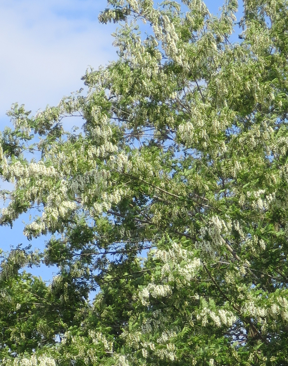 f:id:atarou:20190609071229j:plain