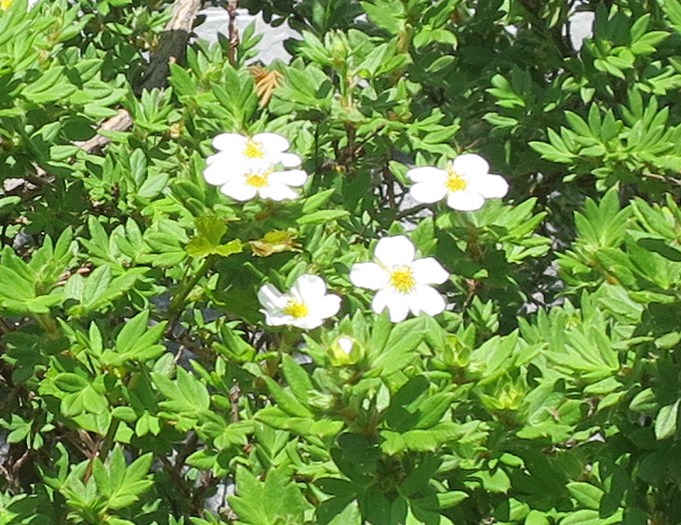f:id:atarou:20190610064233j:plain