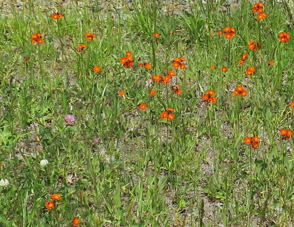 f:id:atarou:20190610064247j:plain