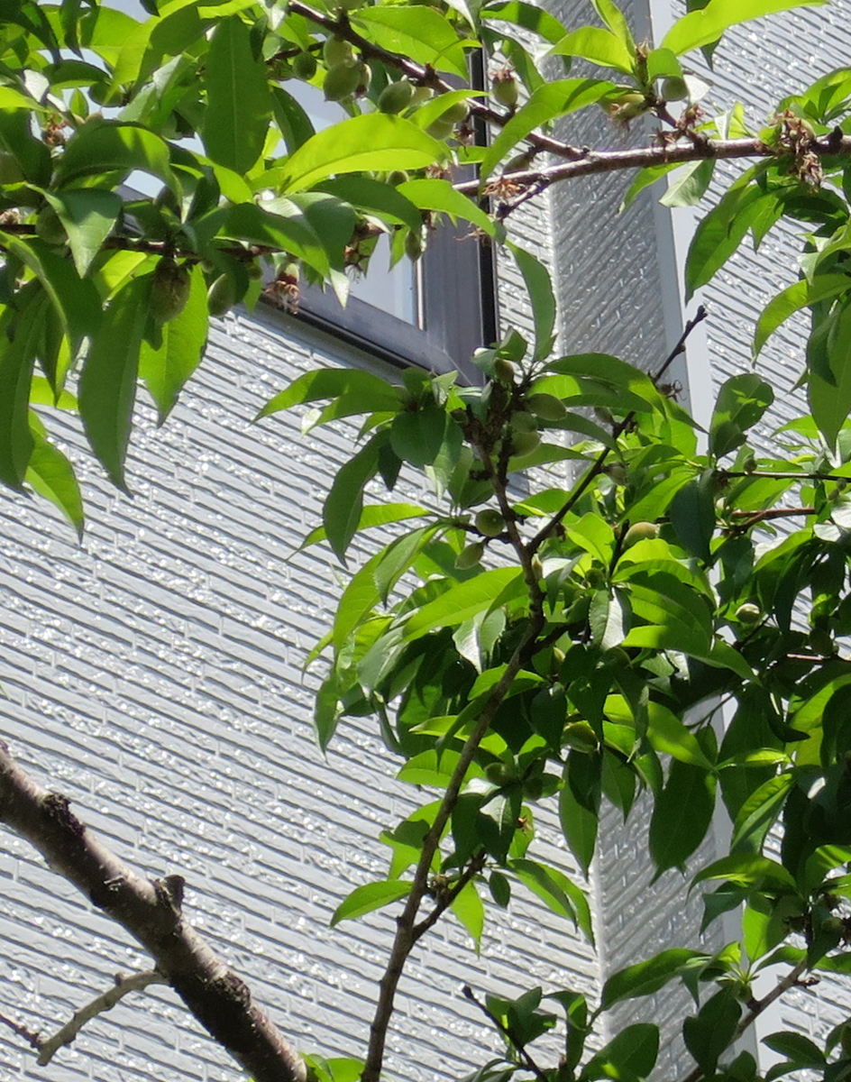 f:id:atarou:20190610064258j:plain