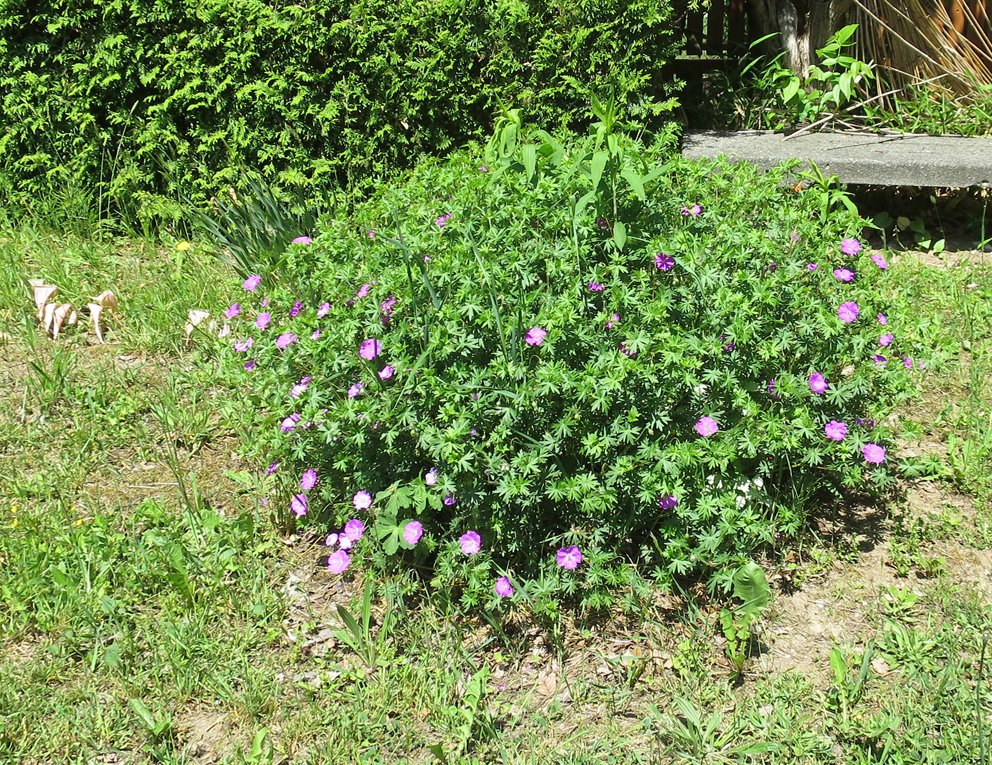 f:id:atarou:20190610065017j:plain