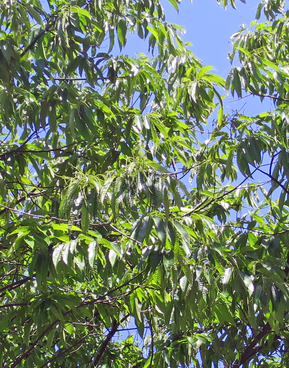 f:id:atarou:20190610065038j:plain