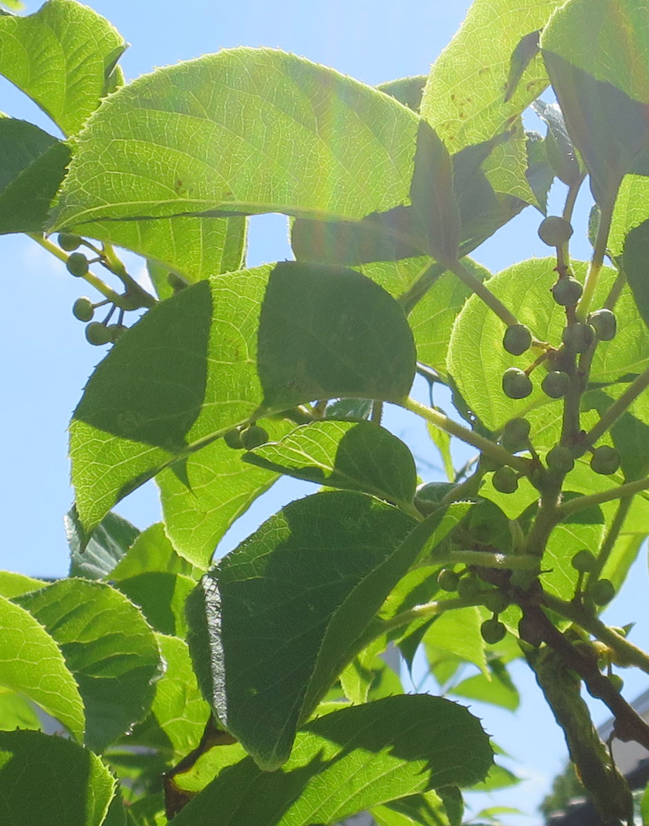 f:id:atarou:20190610065427j:plain
