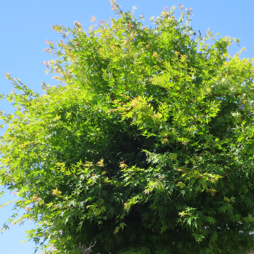 f:id:atarou:20190611064354j:plain