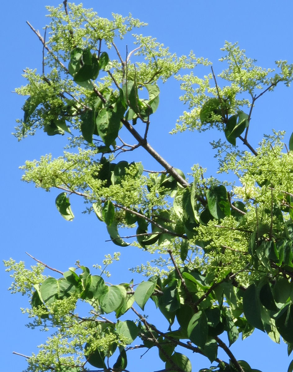f:id:atarou:20190611064426j:plain