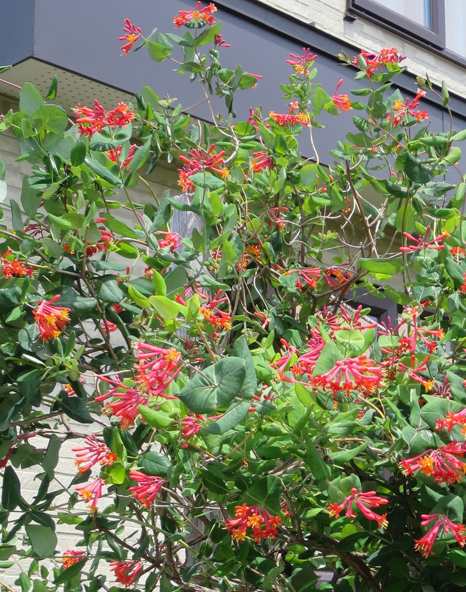 f:id:atarou:20190612065702j:plain