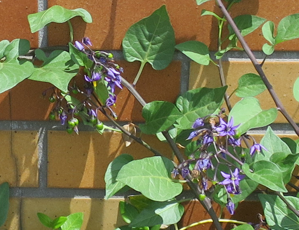 f:id:atarou:20190612071047j:plain