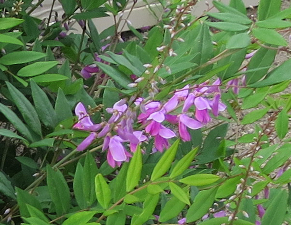f:id:atarou:20190613065749j:plain