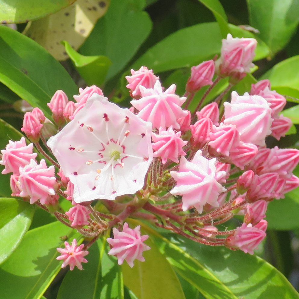 f:id:atarou:20190613070301j:plain