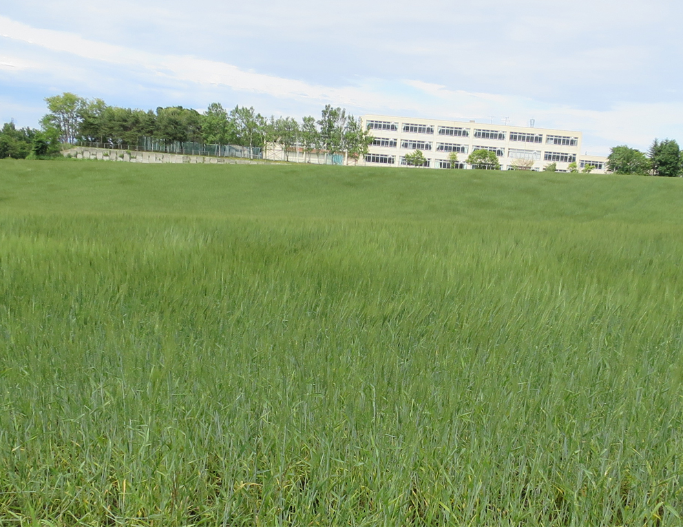 f:id:atarou:20190617064032j:plain